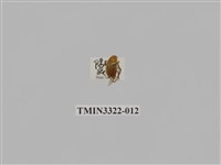 藏品(台灣微條金龜)的圖片